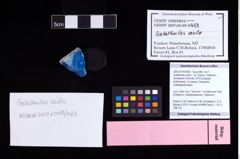 NHMW-GEO-2007z0149-0453_Ol_04.tifGalatheites aiola n. sp. (Robins, Feldmann, Schweitzer & Bonde, 2016)  (NHMW-GEO-2007z0149-0453)